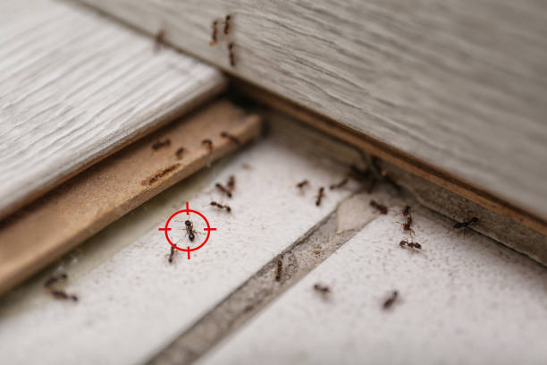 Pest Control for Restaurants in Clarkesville, GA